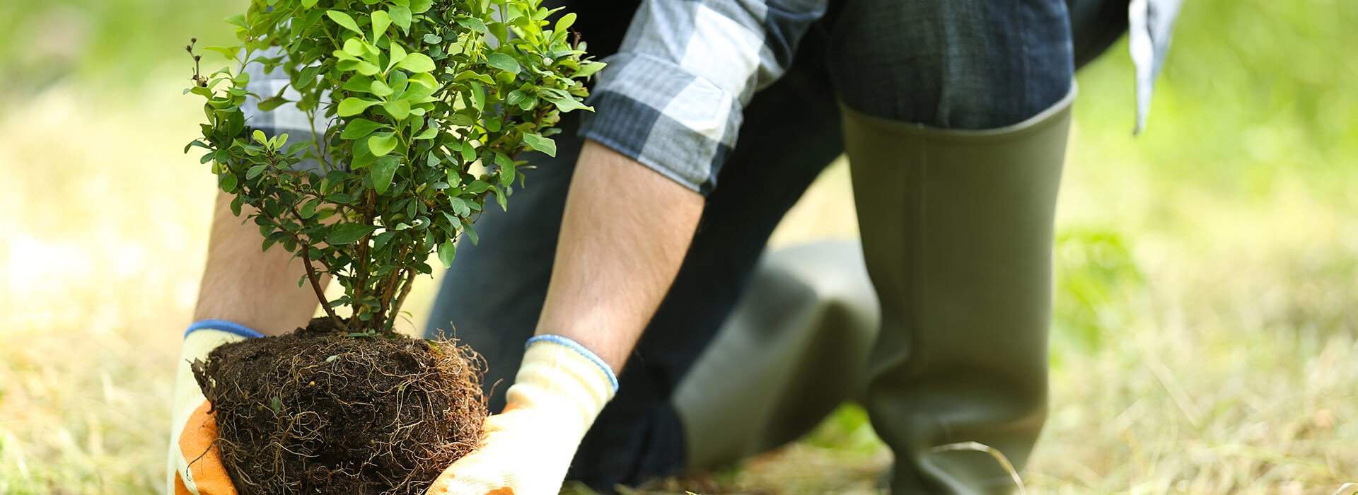 Landscaper placing plant into ground